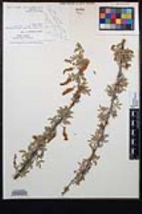 Senegalia greggii image