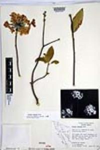 Cordia sonorae image