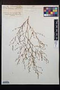 Gayophytum diffusum subsp. parviflorum image