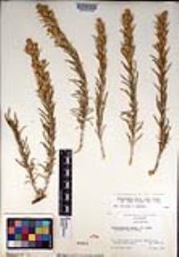 Ericameria parryi var. aspera image