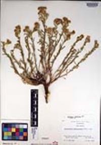 Ericameria suffruticosa image