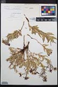 Chamerion latifolium image