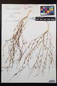 Gayophytum diffusum subsp. parviflorum image