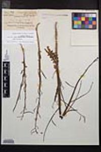 Eulobus californicus image