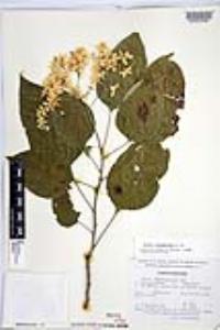 Cordia elaeagnoides image