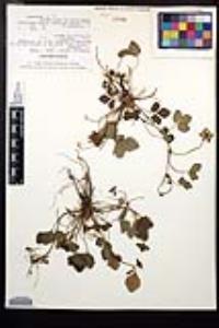 Potentilla indica image