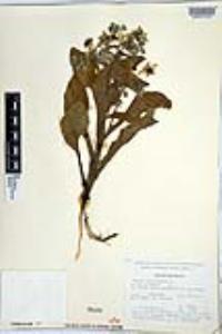 Borago officinalis image