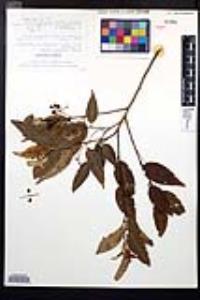 Prunus tetradenia image