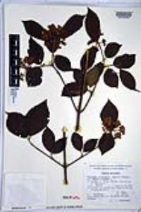 Viburnum stenocalyx image