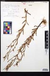 Epilobium brachycarpum image