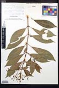 Fuchsia arborescens image