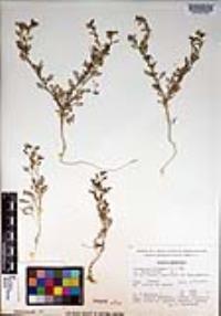 Lepidium didymum image