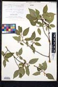 Rhamnus longistyla image