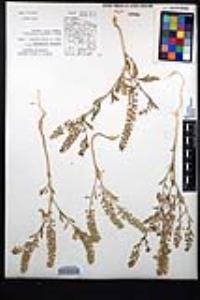 Lepidium lasiocarpum image