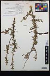 Senegalia greggii image