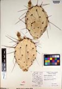 Opuntia phaeacantha image