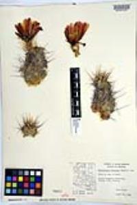 Echinocereus fendleri image