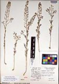 Descurainia pinnata subsp. glabra image