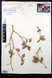 Viscainoa geniculata image
