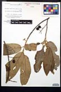 Prunus ferruginea image