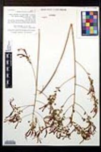 Lopezia grandiflora image