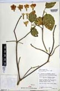 Cordia sonorae image