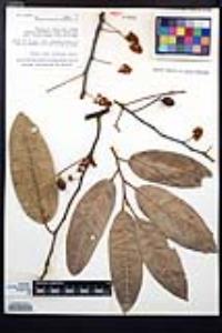 Prunus ferruginea image