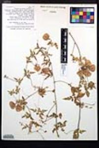 Cardiospermum halicacabum image