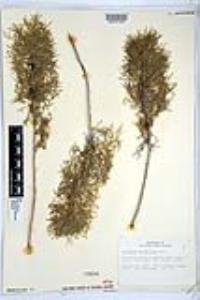 Artemisia californica image