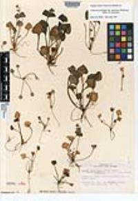 Claytonia perfoliata image