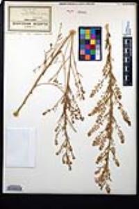 Lepidium schaffneri image