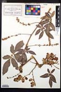 Serjania unguiculata image