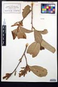 Cupania macrophylla image