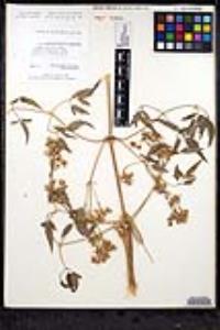 Clematis ligusticifolia image