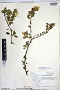 Cordia parvifolia image