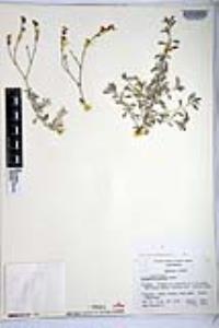 Eriogonum wrightii var. nodosum image