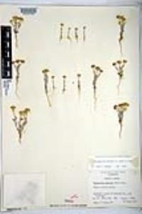 Eriophyllum wallacei image