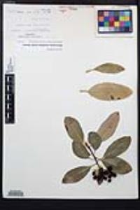 Heteromeles arbutifolia image