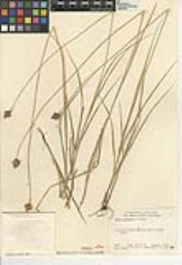 Carex subfusca image