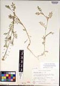 Descurainia pinnata subsp. halictorum image