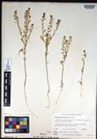 Lepidium densiflorum image