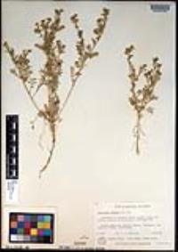 Lepidium didymum image