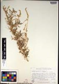 Atriplex canescens var. linearis image