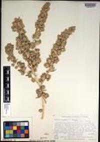 Atriplex canescens var. linearis image