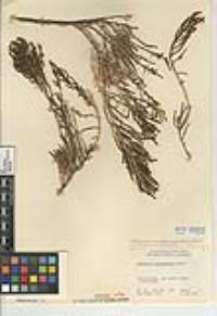 Arthroceras subterminale image