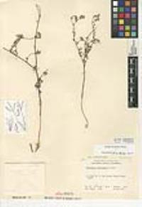 Cryptantha clevelandii image