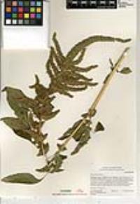 Amaranthus retroflexus image