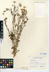 Anthemis cotula image