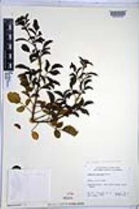 Sambucus nigra subsp. caerulea image