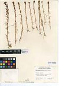 Amblyopappus pusillus image